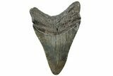 Fossil Megalodon Tooth - South Carolina #312037-1